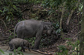Sumatra elephants ( Elephas maximus sumatranus) Female and Young . Barumun, North Sumatra -2-