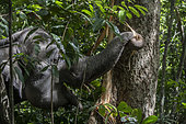 Sumatra elephants ( Elephas maximus sumatranus) tearing _ eating bark, Barumun, North Sumatra -1-