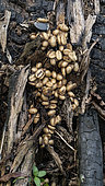 Kopi luwak coffee, Undigested coffee beans in a civet fieces, Batang Toru, West Sumatra, Indonesia