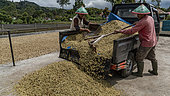 Déchargement de grains de café pour le séchage, Kerinci, Sumatra Occidental, Indonesia