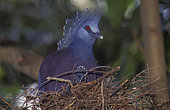 Victoria Crowned pigeon ( Goura victoria) on nest with young, Languru, West Papua, Indonesia