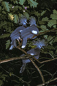 Victoria Crowned pigeons, flock on tree for the night ( Goura victoria) West Papua, Indonesia