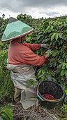 Femme cueillant des baies de café, Kerinci, Sumatra Occidental, Indonésie