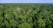 Aerial peat swamp forest Kampar Peninsula, Riau, Sumatra, Indonesia