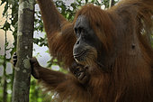 Female Sumatran orangutan ((Pongo abelii) with baby, Gunung Leuser National Park, North Sumatra, Indonesia