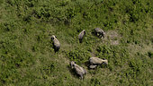 Herd of Sumatran elephants (Elephas maximus sumatranus) Aerial Barumun, North Sumatra, Indonesia
