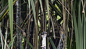 Pied fantail(Rhipidura albicollis) at nest on old pandanud branch along river, Riau, Sumatra
