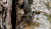 Toke lizard (Gekko gecko) near tree hole in forest, Gunung Leuser National Park, North Sumatra