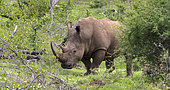 White rhinoceros (Ceratotherium simum), South Africa