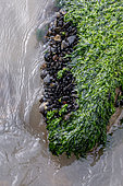 Mussels (Mytilus sp.) and Sea lettuce (Ulva sp.) anchored to a rock, Mediterranean Sea, Gard, France