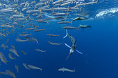 Striped marlin (Tetrapturus audax) and California Sea Lion (Zalophus californianus) feeding on sardine's bait ball (Sardinops sagax), Magdalena Bay, West Coast of Baja California Peninsula, Pacific Ocean, Mexico