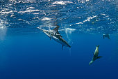 Striped marlin (Tetrapturus audax) and California Sea Lion (Zalophus californianus) feeding on sardine's bait ball (Sardinops sagax), Magdalena Bay, West Coast of Baja California Peninsula, Pacific Ocean, Mexico