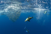Striped marlin (Tetrapturus audax) and California Sea Lion (Zalophus californianus) feeding on sardine's bait ball (Sardinops sagax), Magdalena Bay, West Coast of Baja California Peninsula, Pacific Ocean, Mexico