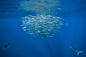 Striped marlin (Tetrapturus audax) feeding on sardine's bait ball (Sardinops sagax), Magdalena Bay, West Coast of Baja California Peninsula, Pacific Ocean, Mexico