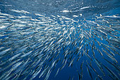 Sardine's bait ball (Sardinops sagax) escaping striped marlin (Tetrapturus audax) try to feed on them, Magdalena Bay, West Coast of Baja California Peninsula, Pacific Ocean, Mexico