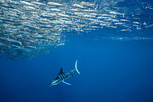 Striped marlin (Tetrapturus audax) feeding on sardine's bait ball (Sardinops sagax), Magdalena Bay, West Coast of Baja California Peninsula, Pacific Ocean, Mexico