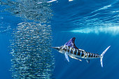 Marlin rayé (Kajikia audax) chassant un banc de Sardines du Pacifique (Sardinops sagax), baie de Magdalena, côte ouest de la péninsule de Basse Californie, océan Pacifique, Mexique