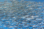 Sardine's bait ball (Sardinops sagax) escaping striped marlin (Tetrapturus audax) try to feed on them, Magdalena Bay, West Coast of Baja California Peninsula, Pacific Ocean, Mexico