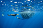 California Sea Lion (Zalophus californianus) feeding on sardine's bait ball (Sardinops sagax), Magdalena Bay, West Coast of Baja California Peninsula, Pacific Ocean, Mexico