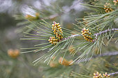 Branches de Pin d'Alep (Pinus halepensis) avec cônes de fleurs mâles, Gard, France