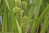 Sparganium erectum