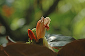 Costus