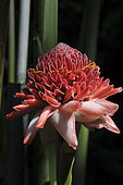 Etlingera elatior