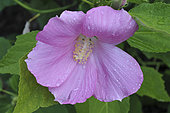 Hibiscus moscheutos