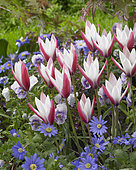 Tulipa Peppermintstick