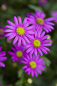 Brachyscome iberidifolia Magenta Delight
