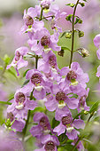 Angelonia angustifolia Serena Lavender