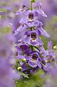Angelonia angustifolia Serena Blue