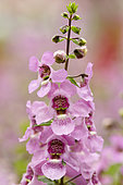 Angelonia angustifolia Serena Pink