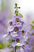 Angelonia angustifolia Serena Exp. Sky Blue AB636