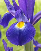 Iris Flashlight ®