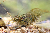 Shrimp (Palaemon sp.), Cotes-d'Armor, France