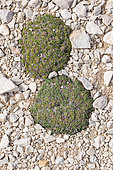 Cushion-forming Haircap moss (Plantago subulata), Calanques National Park, Bouches-du-Rhone, France