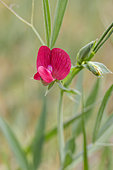 Red pea (Lathyrus cicera), Vaucluse, France