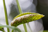 Periwinkle rust (Puccinia vincae) affecting Greater periwinkle (Vinca major) leaf, Gard, France