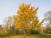 Ginkgo Tree (Ginkgo biloba), with colourful autumnal foliage, park, Fallersleben, Lower Saxony, Germany, Europe