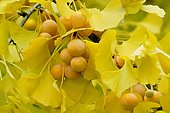 Ginkgo (Ginkgo biloba) branch with ripe fruit, North Rhine-Westphalia, Germany, Europe