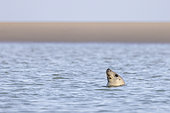 Grey seal (Halichoerus grypus) swimming in the North Sea, summer, Pas de Calais, France