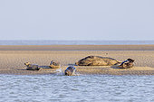 Grey seal (Halichoerus grypus) at rest on sand, North Sea, Pas de Calais, France