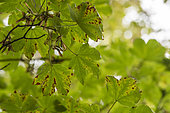 Sycamore maple (Acer pseudoplatanus) leaf in late summer, France