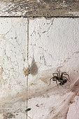 Domestic house spider (Tegenaria domestica) in its web, Pas de Calais, France