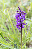 Early purple Orchid (Orchis mascula) in a meadow, spring, Normandy, France