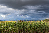 Corn field (Zea mays), summer, Alsace, France