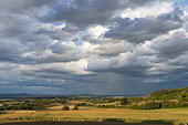 Corn field (Zea mays), summer, Alsace, France
