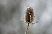Teasel (Dipsacus sp), Dry thistle in a meadow, spring, Pas de Calais, France