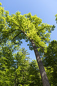 English oak (Quercus robur), spring, Moselle, France